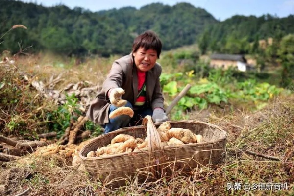 儿子回乡做什么生意好赚钱（乡村创业项目推荐）