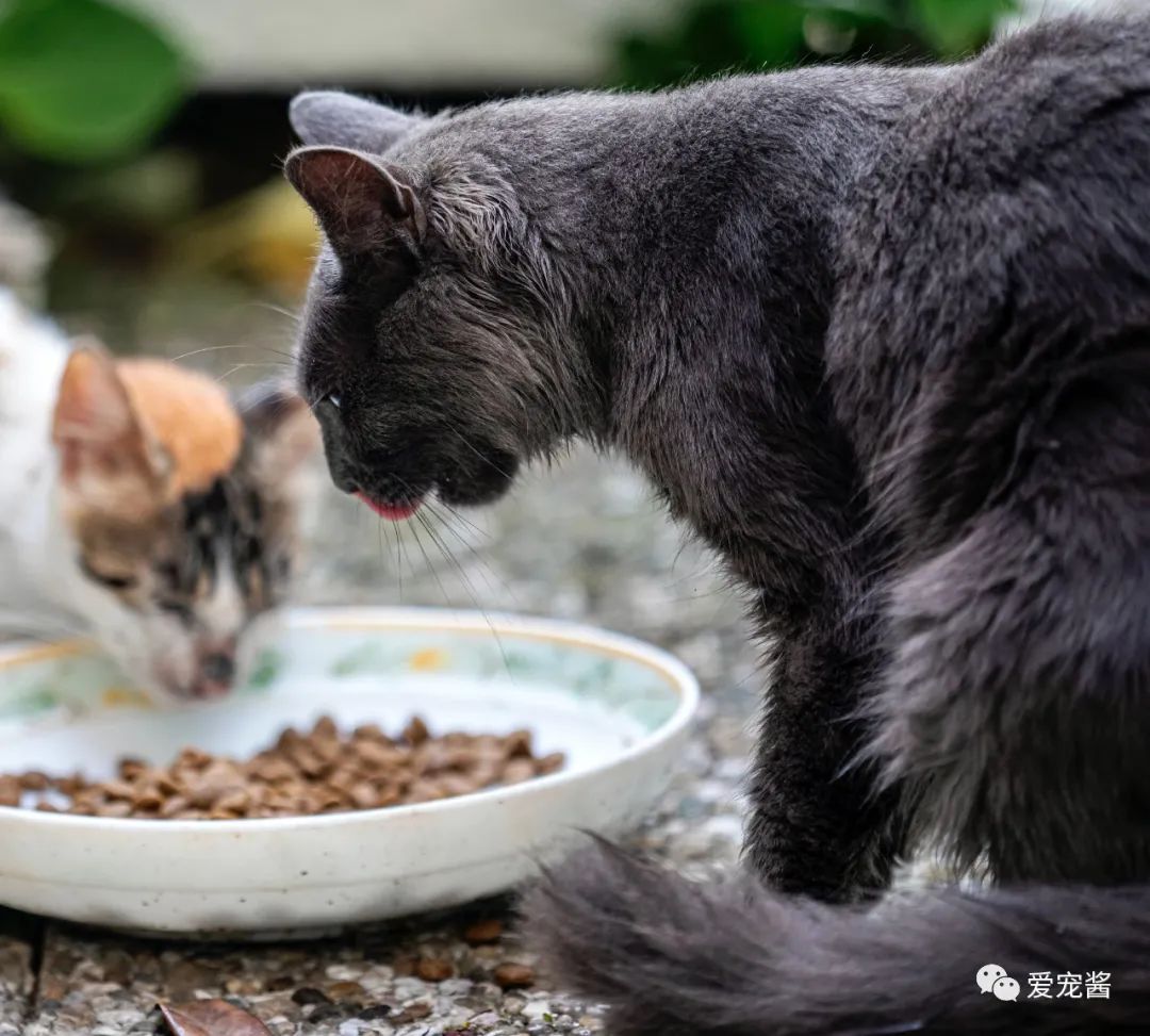 猫补钙的食物有哪些 猫补钙的食物有哪些好处