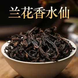 大红袍茶属于什么兰花品种 大红袍茶属于什么兰花品种呢