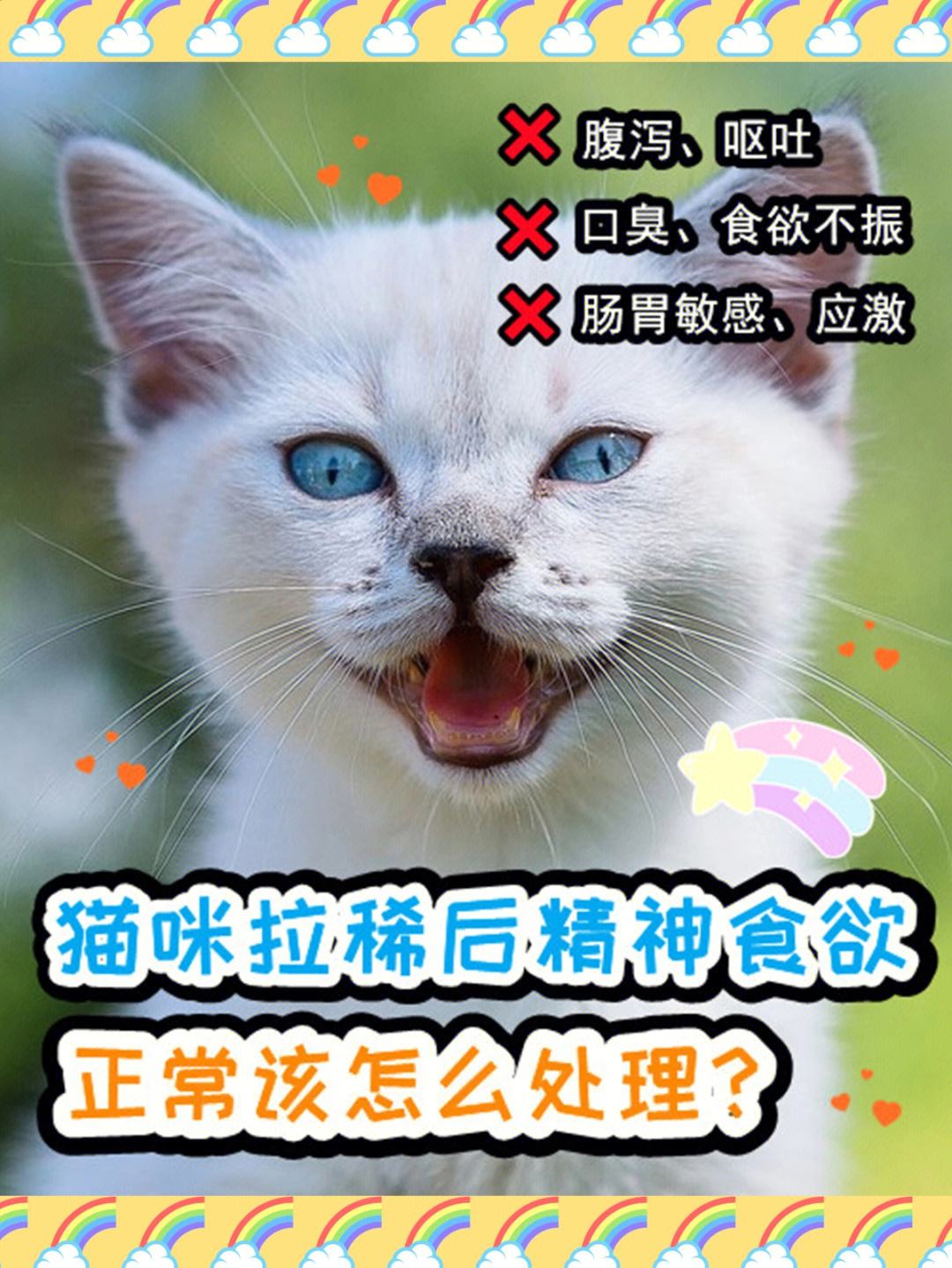 猫拉肚子时吃什么食物好 猫拉肚子时吃什么食物好呢